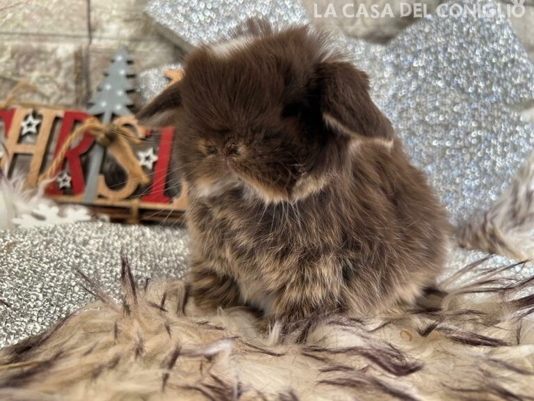 Meraviglioso cucciolo di minilop choco otter (femminuccia?)
