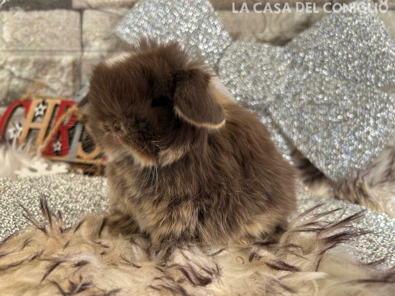 Meraviglioso cucciolo di minilop choco otter (femminuccia?)