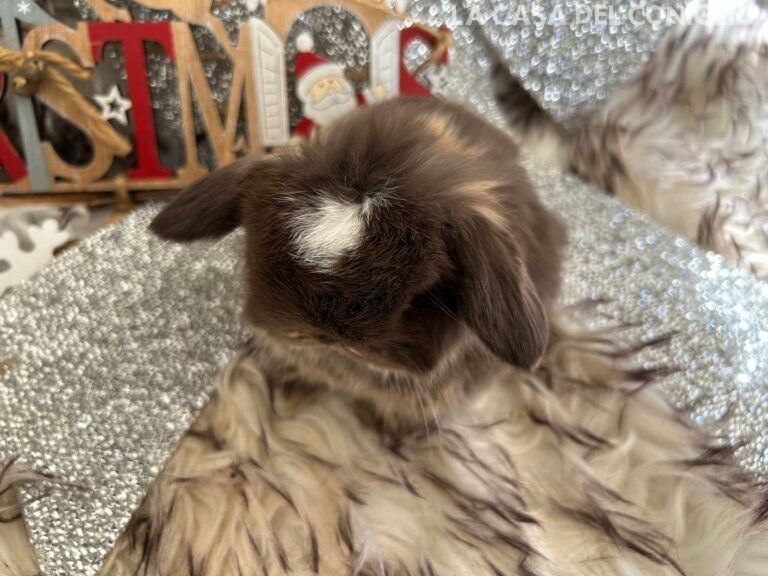 Meraviglioso cucciolo di minilop choco otter (femminuccia?)