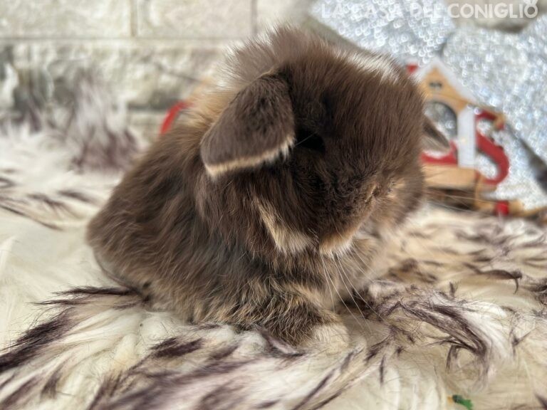 Meraviglioso cucciolo di minilop choco otter (femminuccia?)