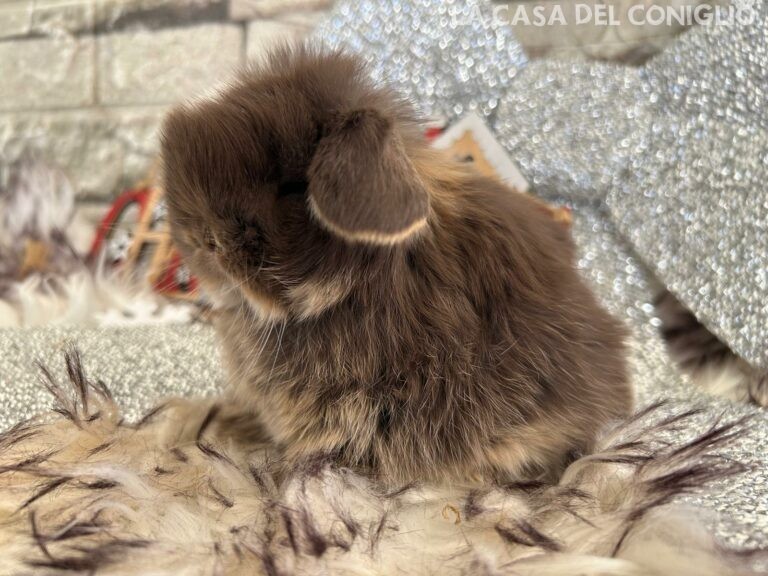 Meraviglioso cucciolo di minilop choco otter (femminuccia?)