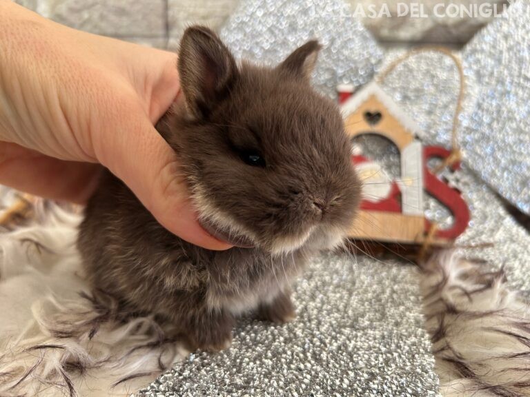 Stupendi cuccioli di nano colorato choco otter