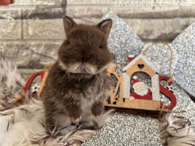 Stupendi cuccioli di nano colorato choco otter