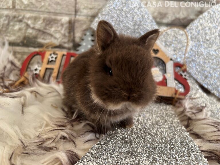 Stupendi cuccioli di nano colorato choco otter
