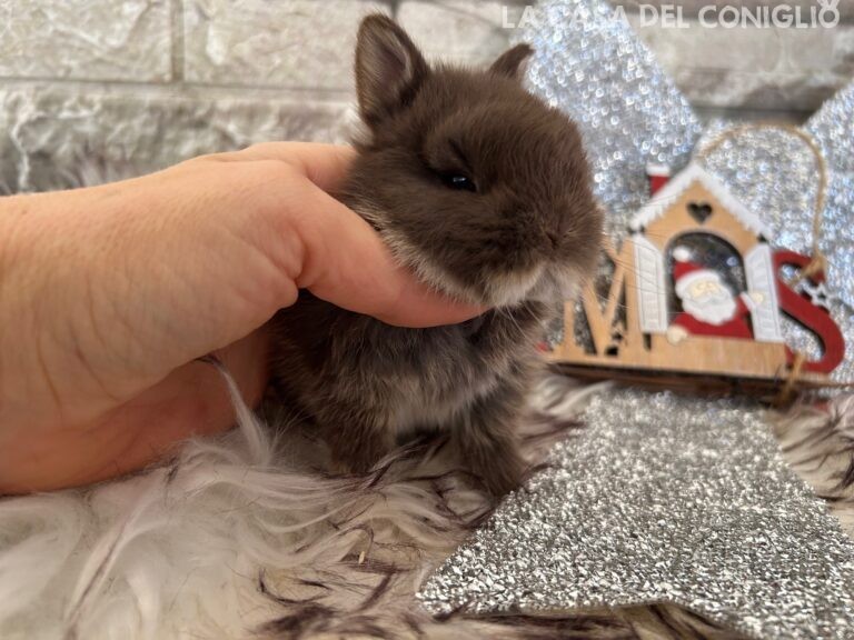 Stupendi cuccioli di nano colorato choco otter