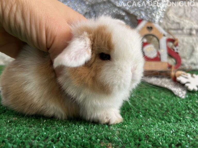 Stupenda femminuccia minilop choco tort split