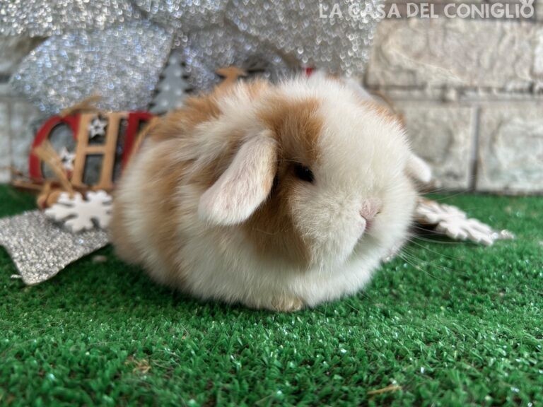 Stupenda femminuccia minilop choco tort split