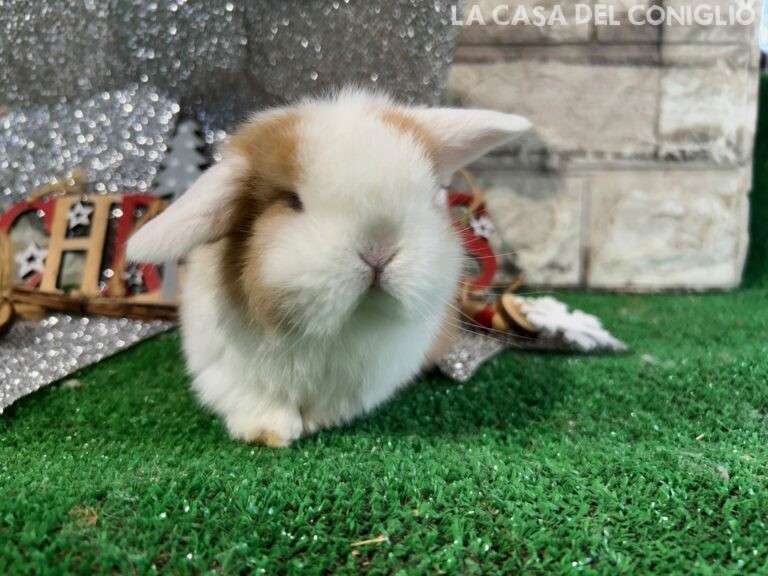 Stupenda femminuccia minilop choco tort split