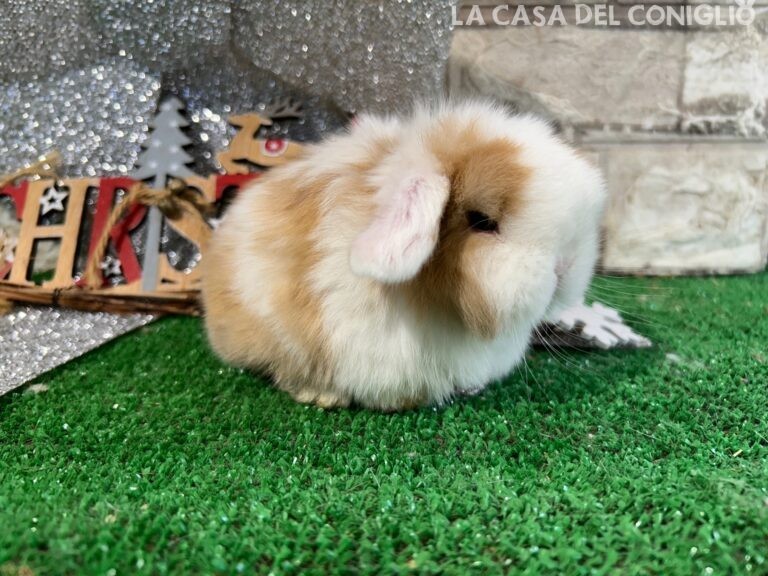 Stupenda femminuccia minilop choco tort split