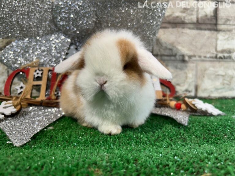 Stupenda femminuccia minilop choco tort split