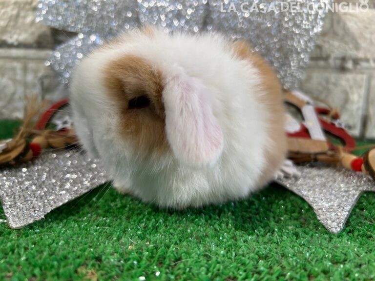 Stupenda femminuccia minilop choco tort split