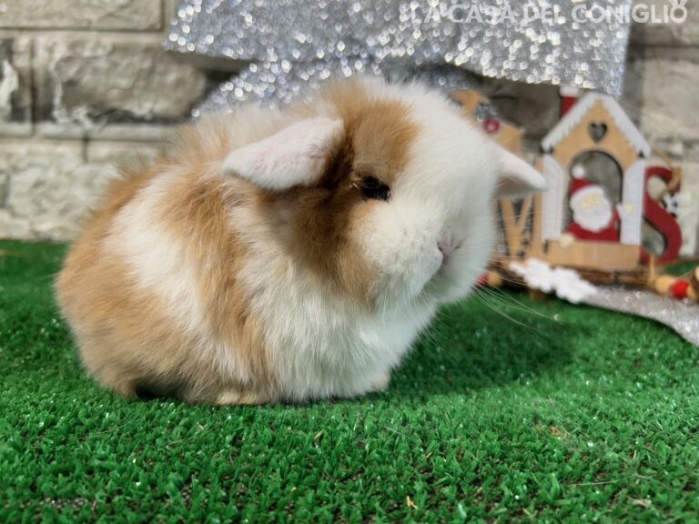 Stupenda femminuccia minilop choco tort split