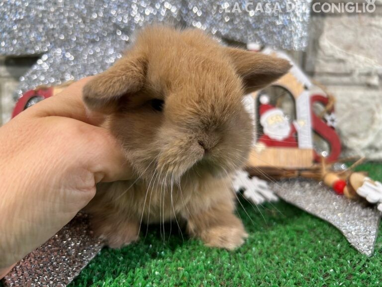 Meraviglioso cucciolo minilop sooty fawn