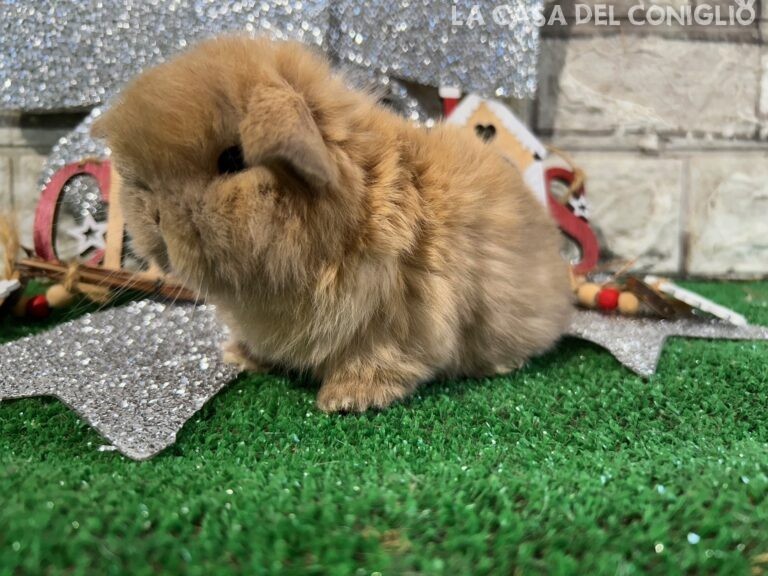 Meraviglioso cucciolo minilop sooty fawn