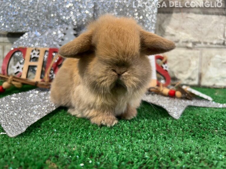 Meraviglioso cucciolo minilop sooty fawn