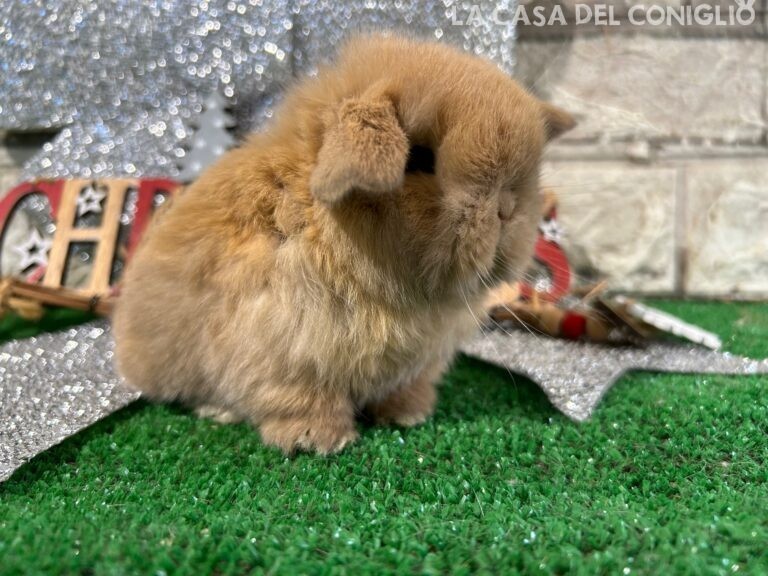 Meraviglioso cucciolo minilop sooty fawn