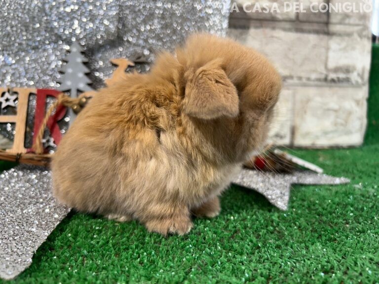 Meraviglioso cucciolo minilop sooty fawn