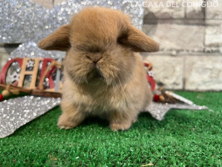 Meraviglioso cucciolo minilop sooty fawn