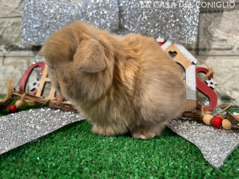 Meraviglioso cucciolo minilop sooty fawn