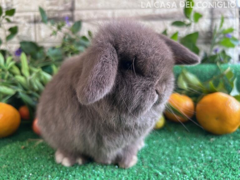 Meravigliosa cucciola minilop chocolate