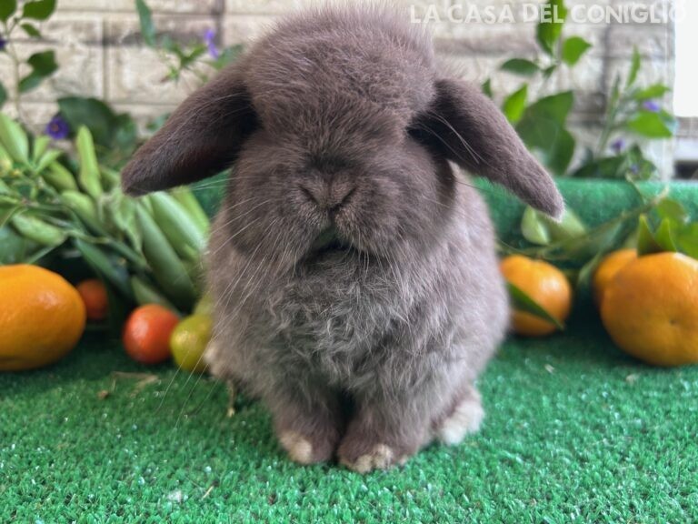 Meravigliosa cucciola minilop chocolate