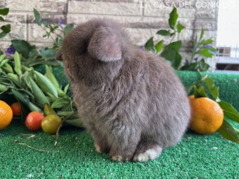 Meravigliosa cucciola minilop chocolate