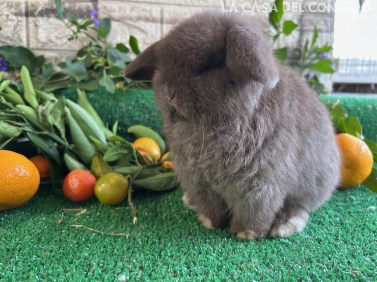 Meravigliosa cucciola minilop chocolate