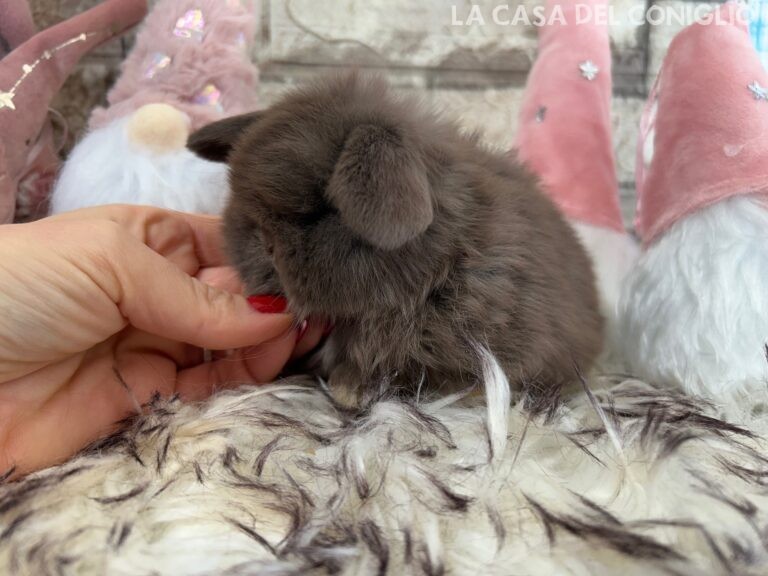 Meraviglioso cucciolo/a minilop chocolate