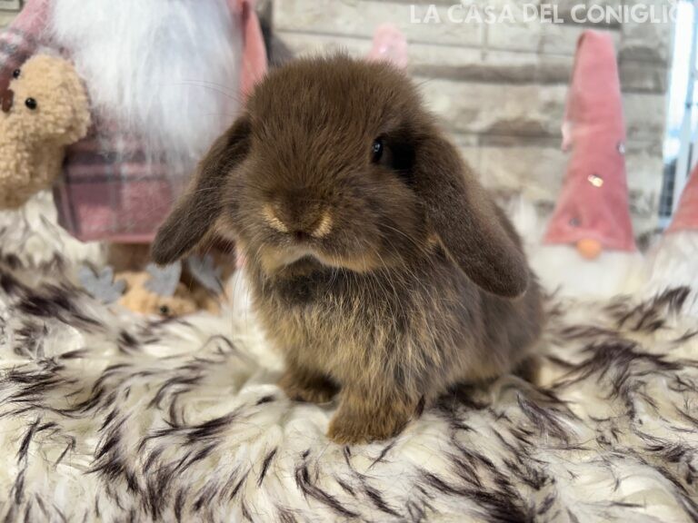 Bellissima femminuccia ariete nano choco otter