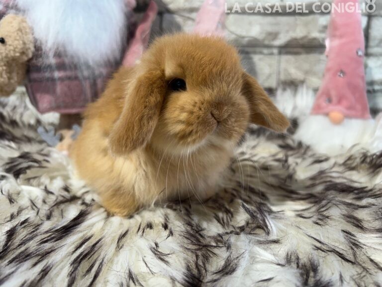 Dolcissima femminuccia ariete nano fulvo