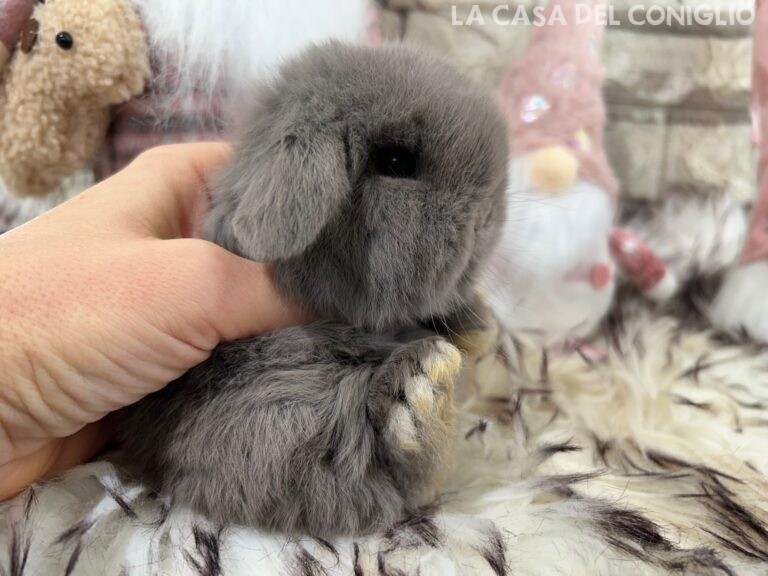 Bellissimo cucciolo/a minilop colore lilac