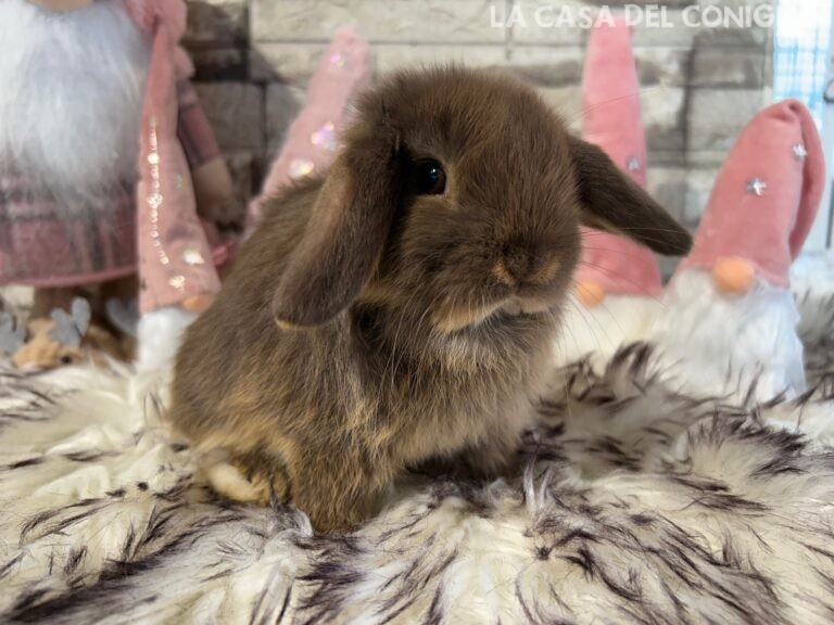 Bellissima femminuccia ariete nano choco otter