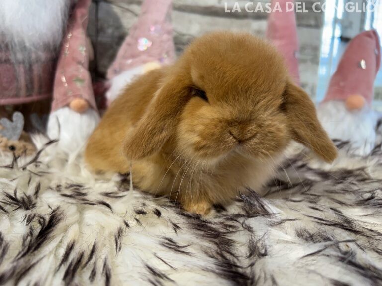 Dolcissima femminuccia ariete nano fulvo