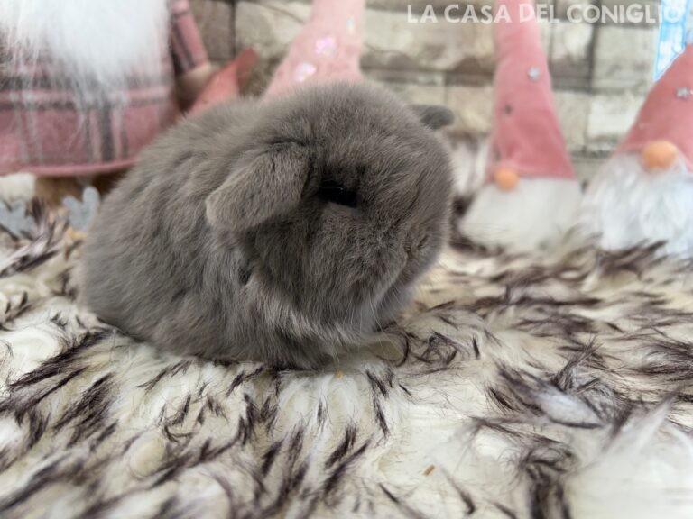 Bellissimo cucciolo/a minilop colore lilac