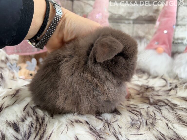 Meraviglioso cucciolo/a minilop chocolate