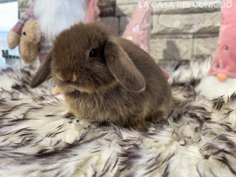 Bellissima femminuccia ariete nano choco otter