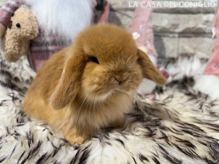 Dolcissima femminuccia ariete nano fulvo