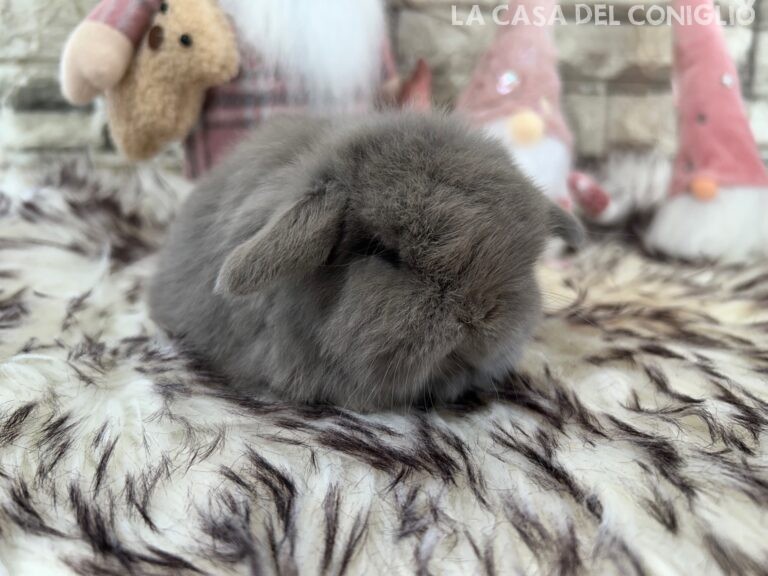 Bellissimo cucciolo/a minilop colore lilac