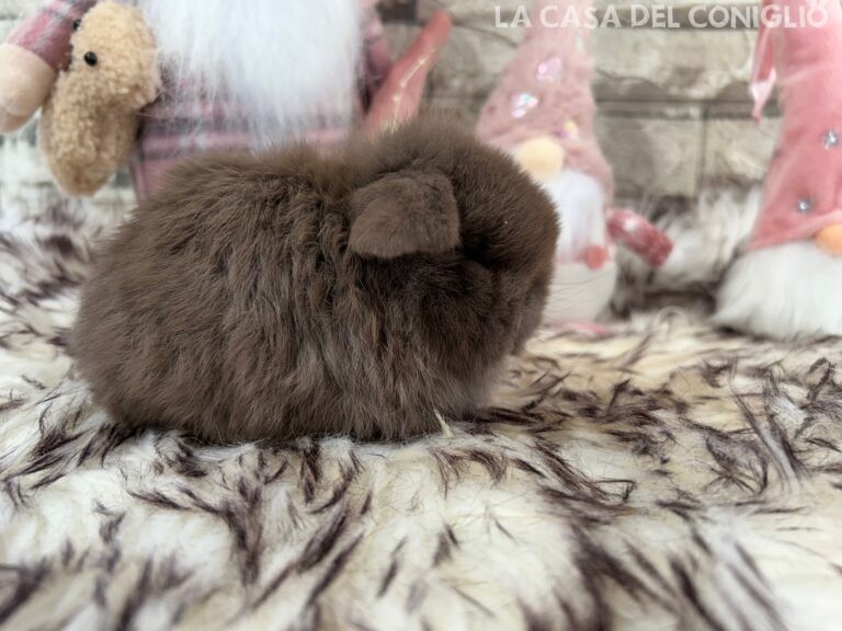 Meraviglioso cucciolo/a minilop chocolate