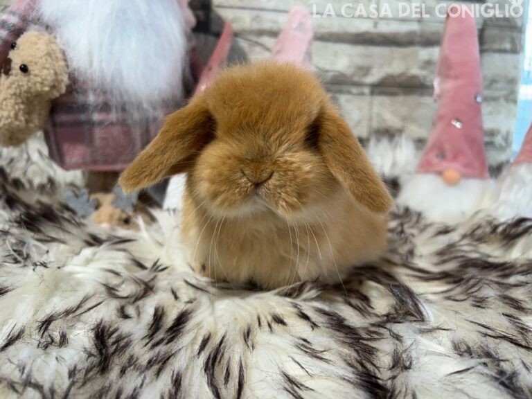 Dolcissima femminuccia ariete nano fulvo