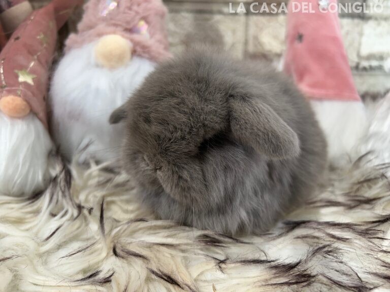 Bellissimo cucciolo/a minilop colore lilac