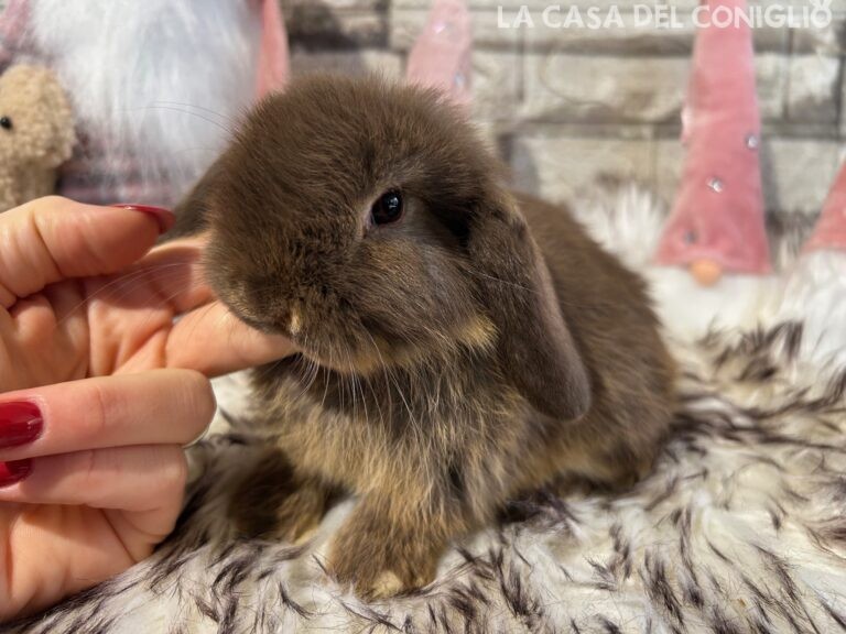 Bellissima femminuccia ariete nano choco otter