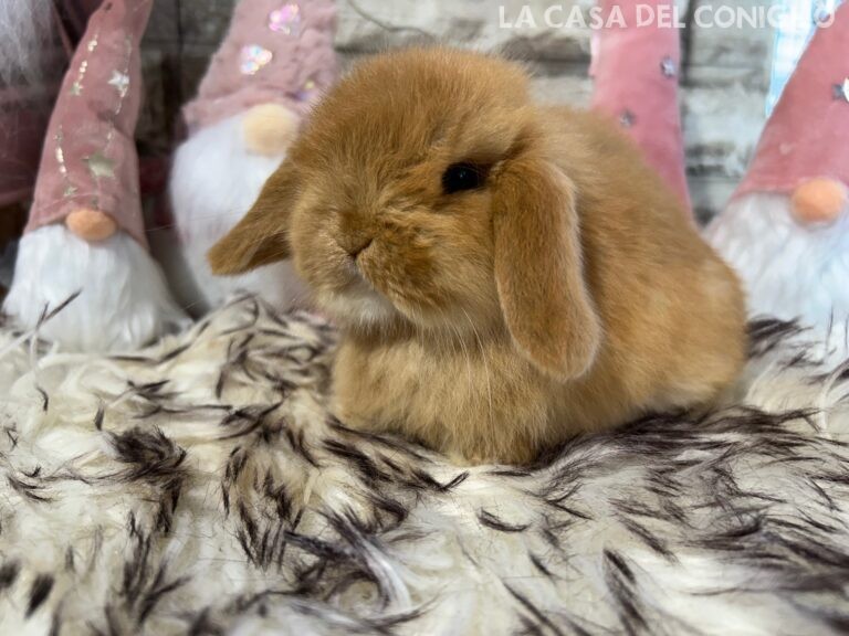 Dolcissima femminuccia ariete nano fulvo