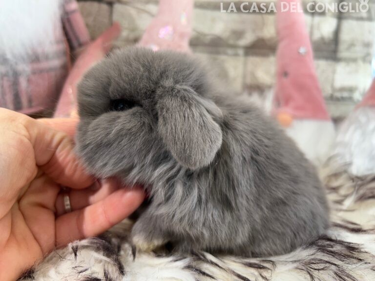 Bellissimo cucciolo/a minilop colore lilac