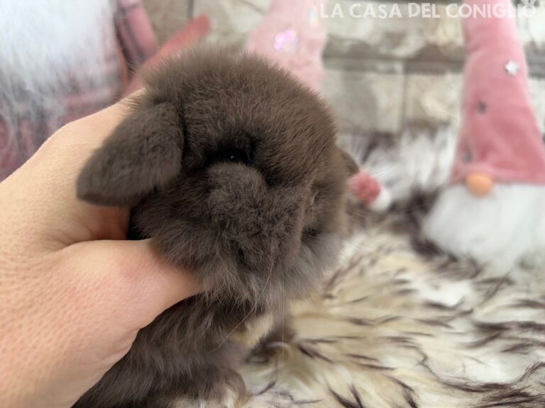 Meraviglioso cucciolo/a minilop chocolate