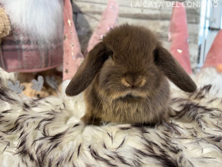 Bellissima femminuccia ariete nano choco otter