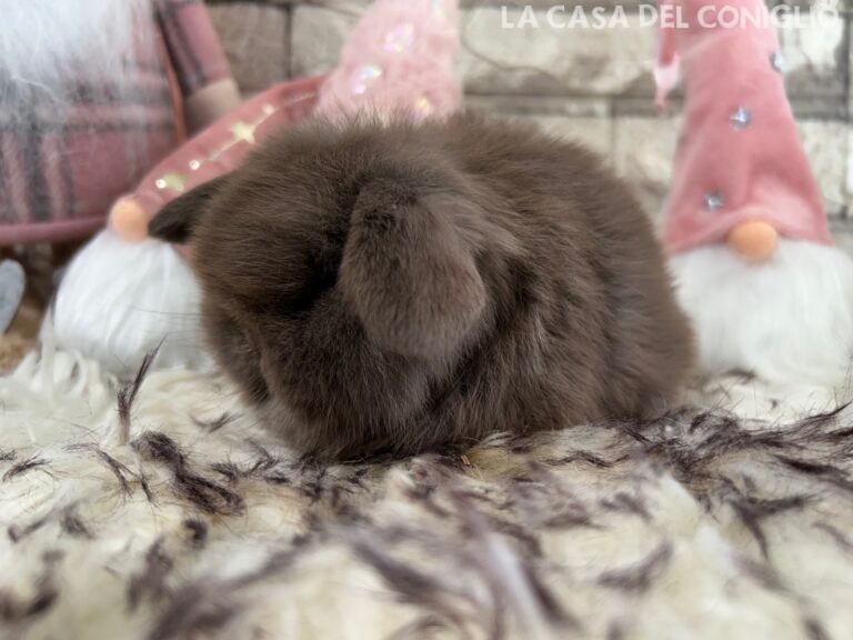 Meraviglioso cucciolo/a minilop chocolate