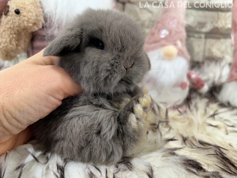 Bellissimo cucciolo/a minilop colore lilac