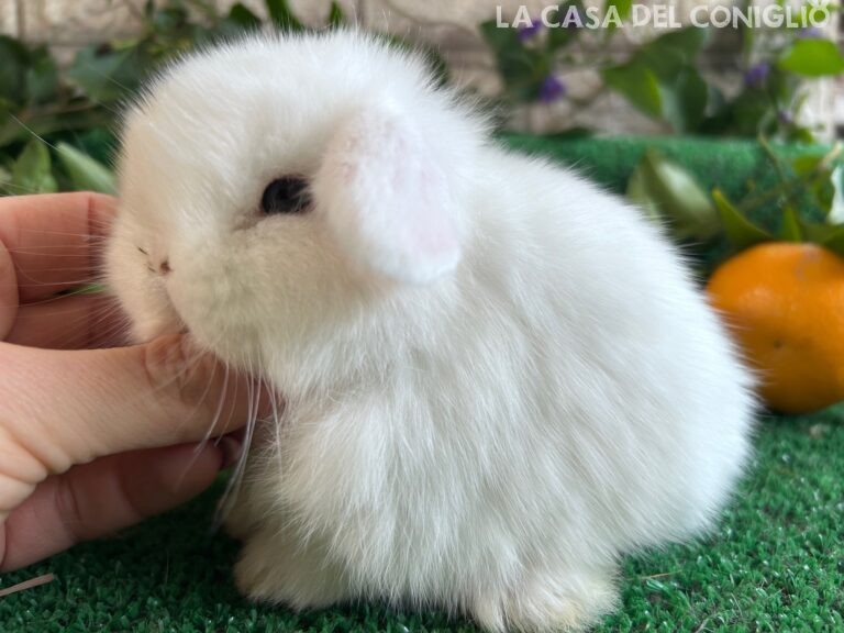 Stupendo cucciolo minilop bianco dagli occhi azzurri
