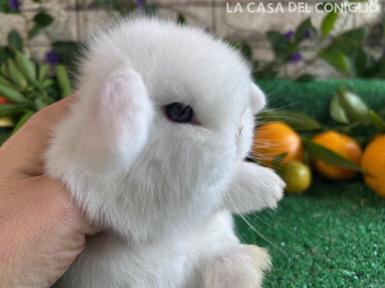 Stupendo cucciolo minilop bianco dagli occhi azzurri